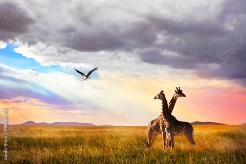 Photography Group of giraffes and Marabou stork in the Serengeti National Park
