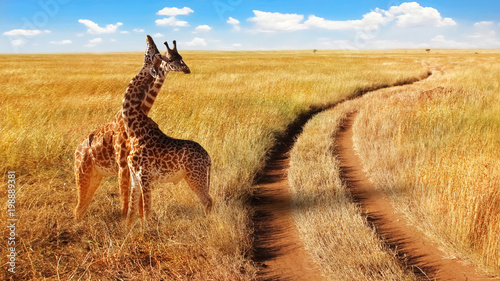Group of giraffes in the Serengeti National Park near the road.  African safari.