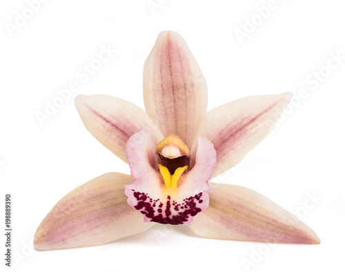 Boat orchid flower