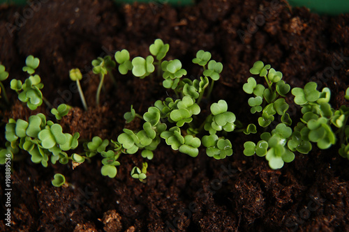 Young green seedlings growing in soil the view from the top
