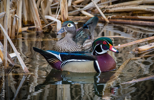 Nesting wood ducks