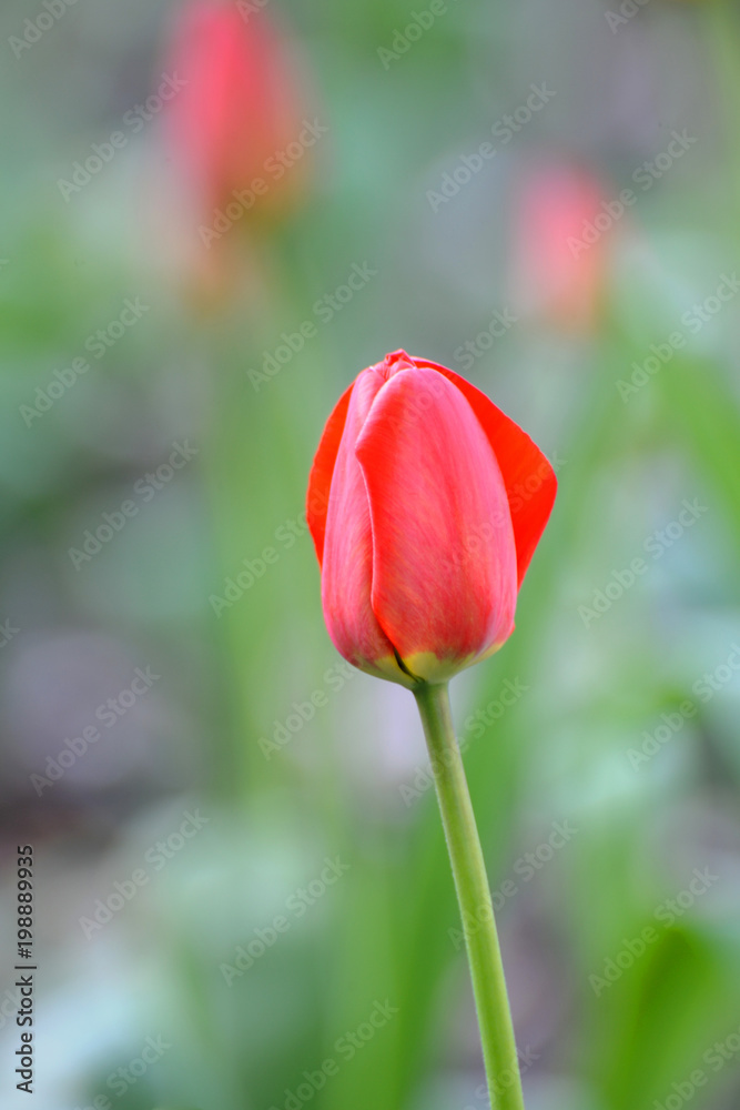Fototapeta premium Tulip Flower in Garden.