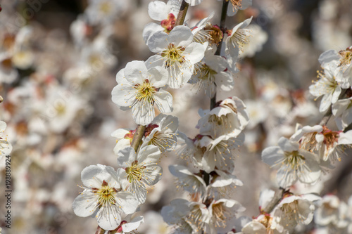 Fototapeta Naklejka Na Ścianę i Meble -  White plum blossoms in Yokoshibahikari-machi, Chiba, Japan