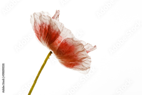 Fototapeta Naklejka Na Ścianę i Meble -  poppy isolated on the white