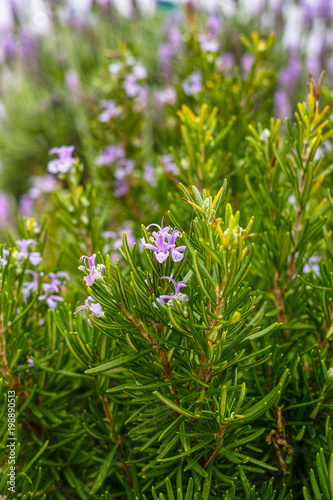 Green rosemary plant with lilac flowers  aromatic kitchen herb