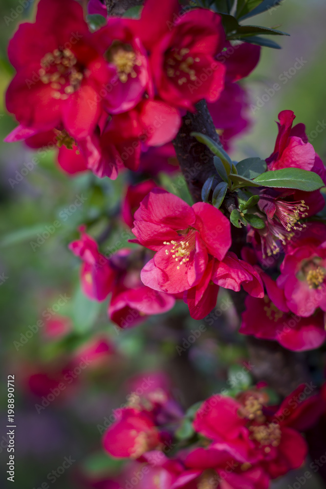 On a branch of Japanese quince, flowers blossomed On a branch of Japanese quince, flowers blossomed
