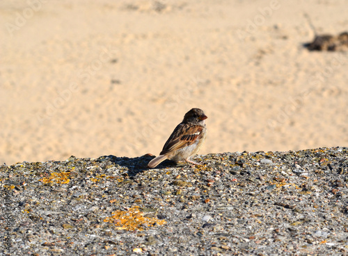 moineau photo