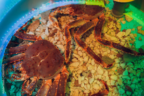 Green haired red King Crab holding a clam photo