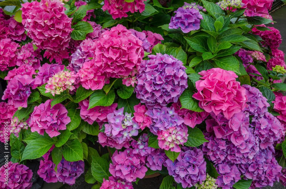 Pink Hydrangea flower Pink Hydrangea flower