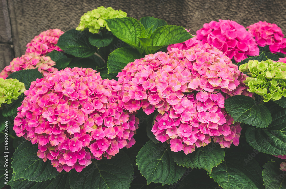 Pink Hydrangea flower