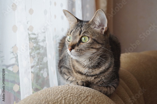 Grey cat is looking through the window portrait closeup