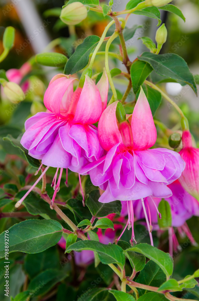 Beautiful pink fuchsia