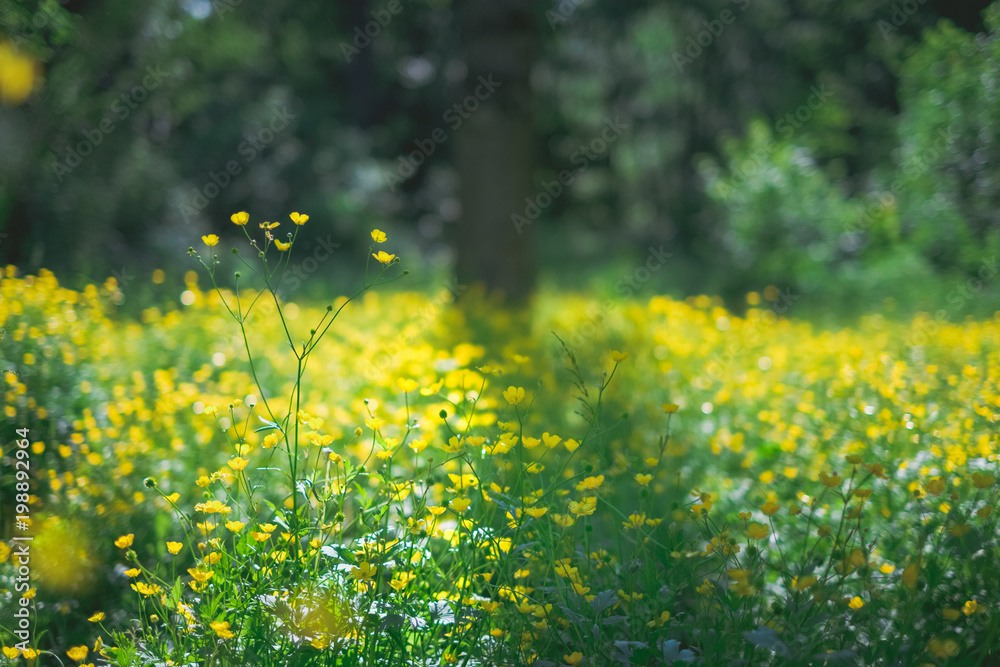 Fototapeta premium landscape photography of fresh spring garden nature with petal yellow flowers in field, natural floral background. Summer green lush grass meadow with soft blooming flowers. Nature and ecology concept