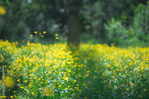 landscape photography of fresh spring garden nature with petal yellow flowers in field  natural floral background. Summer green lush grass meadow with soft blooming flowers. Nature and ecology concept