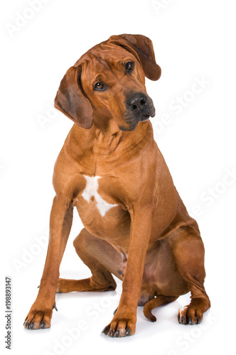 Sitzender Rhodesian Ridgeback isoliert auf wei  em Grund