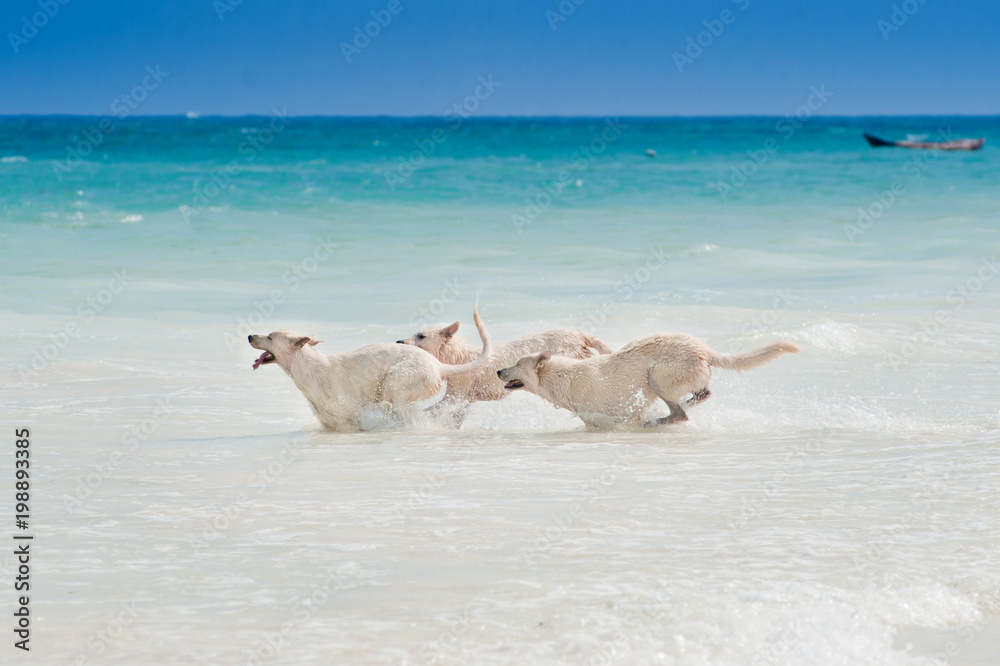 Obraz premium Three dogs playing and splashing in water at the beach