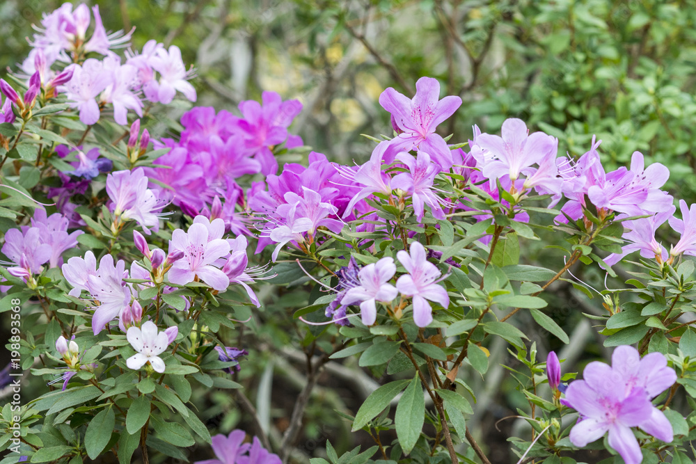 Big pink azalea bush in the garden. Season of flowering azaleas.