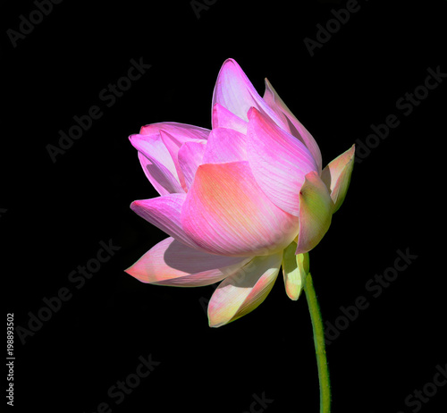 Close up of pink lotus on branch black background