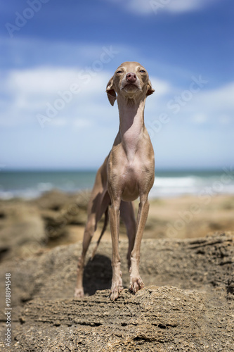 Little italian greyhound dog in the beach