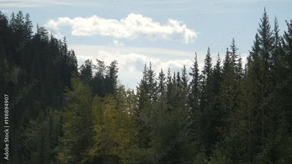 Coniferous trees Coniferous trees