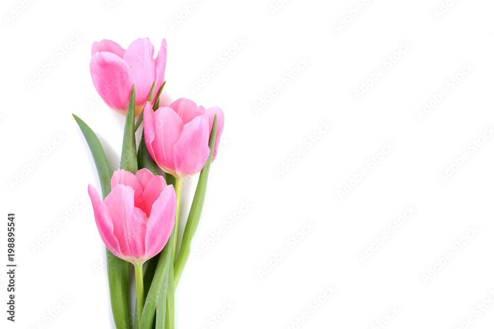 Bouquet of pink tulips isolated on white background