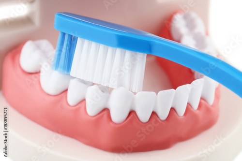 Teeth model with blue toothbrush