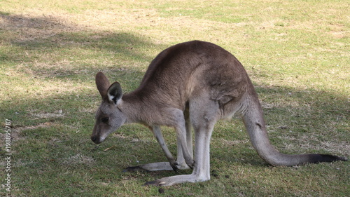 Australie Brisbane Kangourou