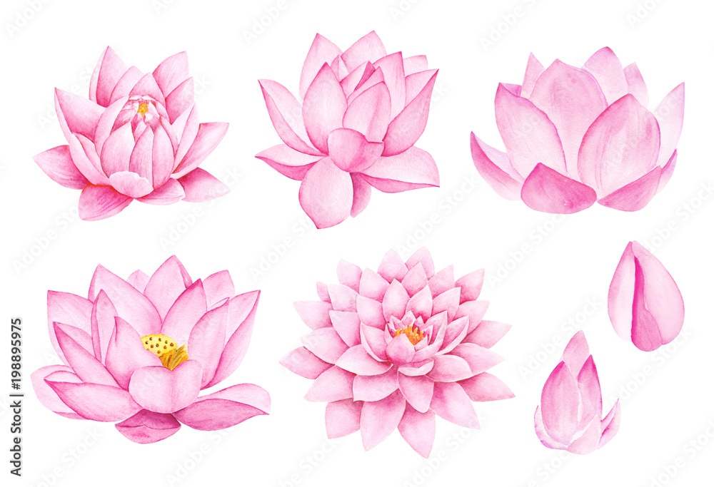Beautiful Pink Lotus Flowers. Watercolor illustration. Pure Water Blossom. Yoga, Zen Meditation Symbol. China and Japan Symbol. 