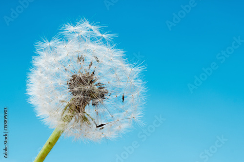 Overblown dandelion macro  blue sky