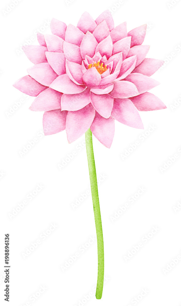 Beautiful Pink Lotus Flower. Watercolor illustration. Pure Water Blossom. Yoga, Zen Meditation Symbol. China and Japan Symbol. 