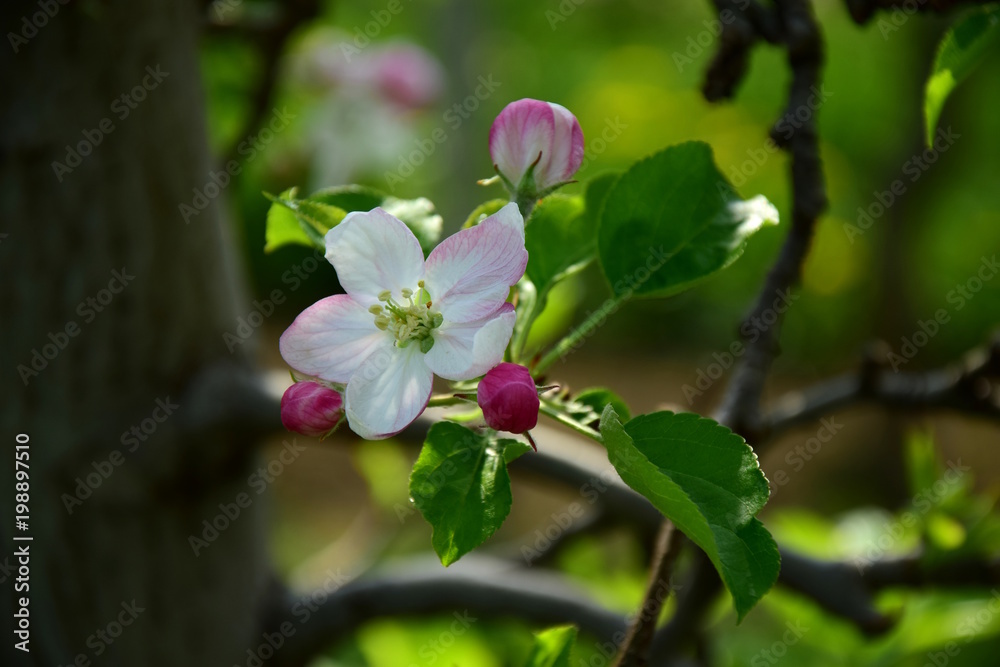 Apfelblüte in Südtirol, Kartenmotiv Apfelblüte in Südtirol, Kartenmotiv