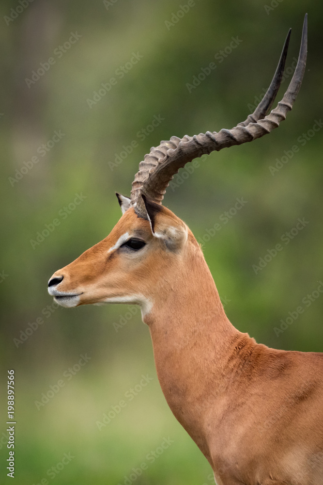 Close-up of male impala standing in grassland Close-up of male impala standing in grassland