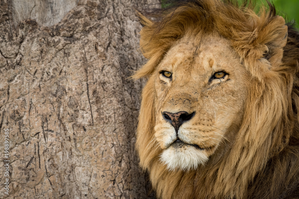 Close-up of male lion by scratched tree