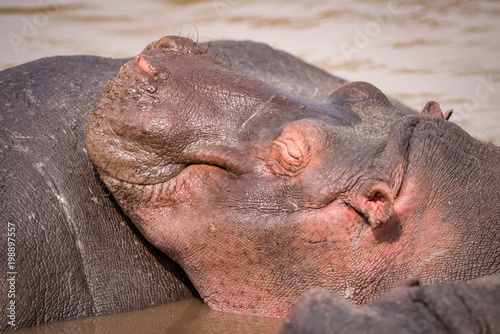 Close-up of hippopotamus in pool on another