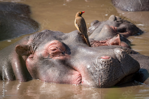 Close-up of hippopotamus with oxpecker in water