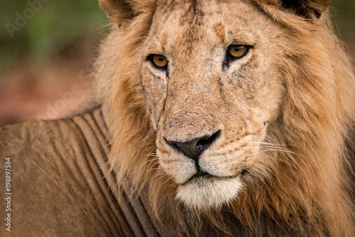 Close-up of male lion head and back