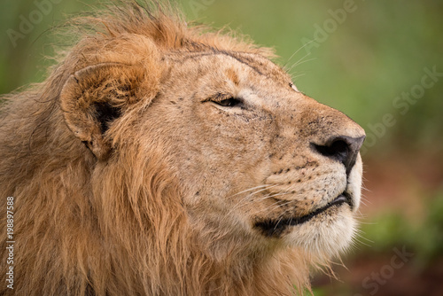 Close-up of male lion head and mane