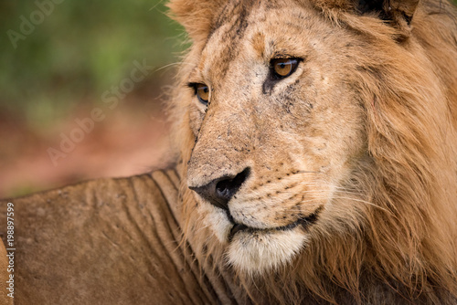 Fototapeta Naklejka Na Ścianę i Meble -  Close-up of male lion looking over shoulder