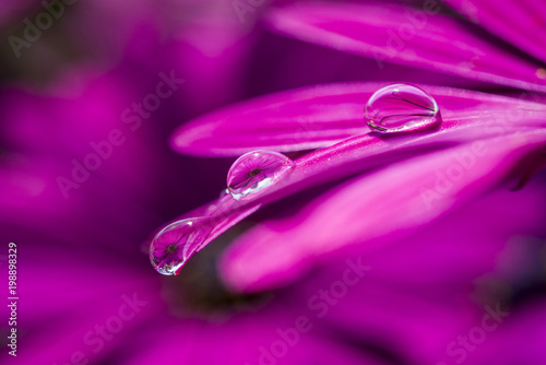 Pink flower in the water drop