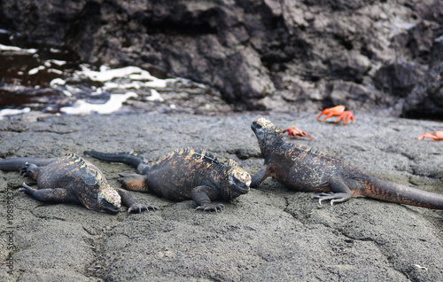 three marine iguanas sun bathing on black lava rocks near the shore on an island in the Galapagos