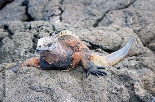 Colorful adult marine iguana resting on a lava rock in the Galapagos