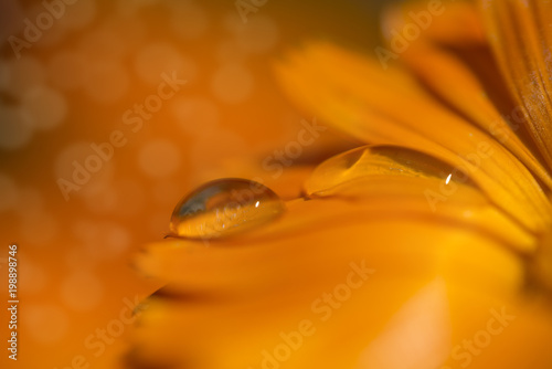 flower in the water drop