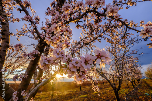Amandiers en fleurs, coucher de soleil.