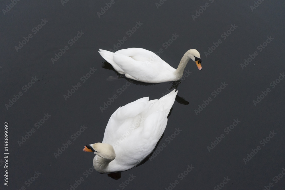 Fototapeta premium Cisnes nadando sobre el agua de un lago.