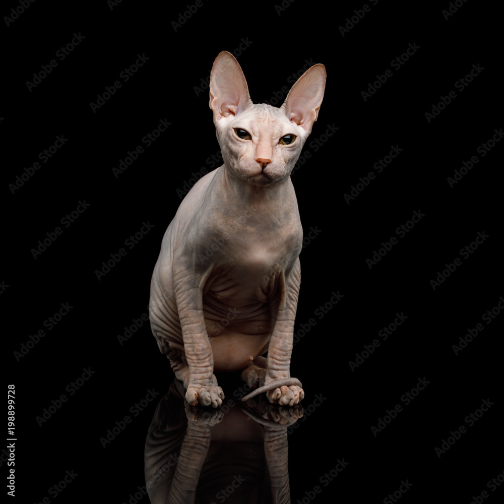 Pink Sphynx Cat Sitting, Isolated on Black Background, front view