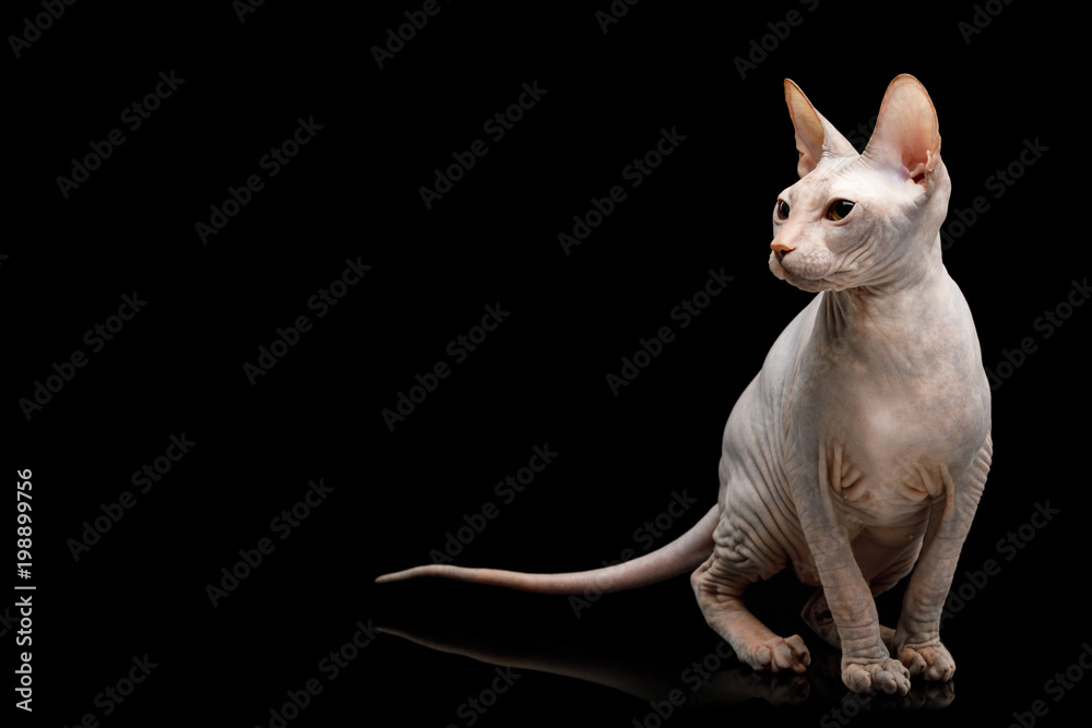 Cute Sphynx Cat Sitting, looking at side, Isolated on Black Background, front view