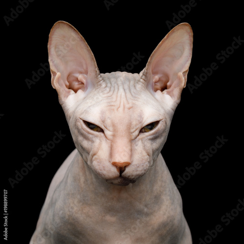 Closeup Portrait of Squints Sphynx Cat Isolated on Black Background