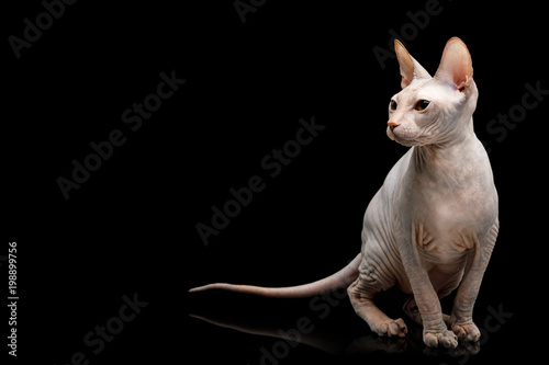 Cute Sphynx Cat Sitting, looking at side, Isolated on Black Background, front view