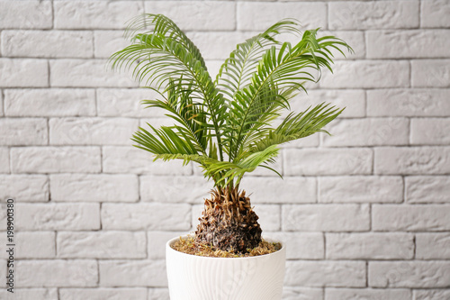 Canvas-taulu Tropical plant with green leaves near brick wall