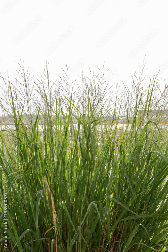 Vegetation on the beach